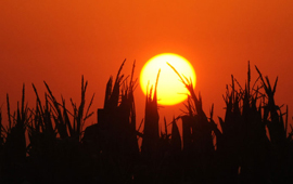 silhouette of cornfield under a blazing sun