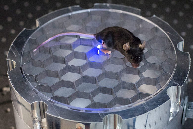 Mouse equipped with optogenetic device
