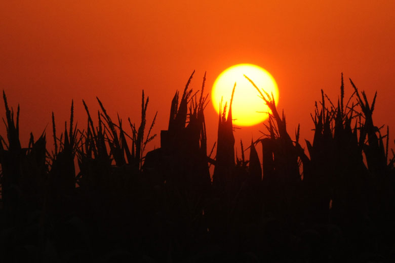 Sillhouette of corn with a large sun. Photo: Dave Weaver/Shutterstock. 