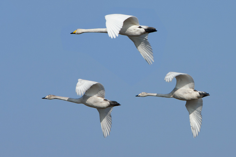 whooper swans in flight / Gertjan Hooijer/Shutterstock