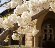 photo on campus of tree with white flowers in front a building archway