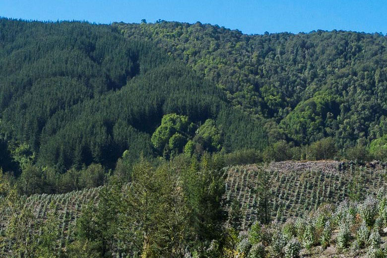 tree plantation and natural forest in Chile
