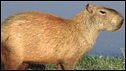 File photo of capybara
