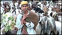 Shepherd in Kohistan