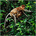 Borneo: A Biodiverse Menagerie