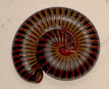 Australia Just Had a Train Accident That's Being Blamed on ... Millipedes
