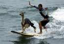 Peruvian surfer Domingo Pianezzi rides a wave with his alpaca ...