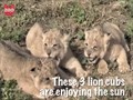 Cute Lion Cubs