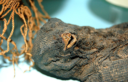 Close on Mummified Falcon at the Semmelweiss Medical Museum