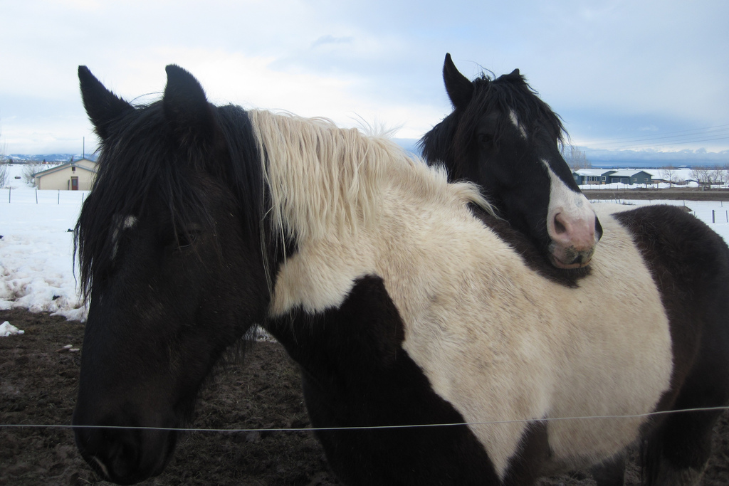 Colorado horses