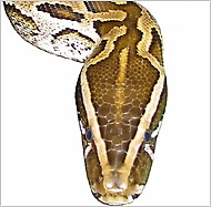 African rock python