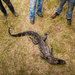 A freshly killed South Carolina alligator that was shot, butchered and prepared as part of Cook It Raw, a peculiar annual culinary gathering of some of the best chefs in the world.