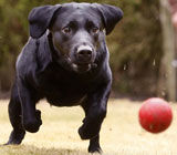 Dog eats football and survives