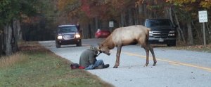 Elk Vs Photographer