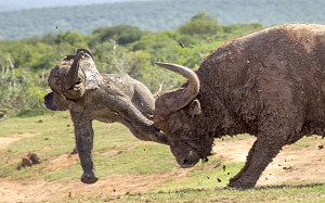 Fearless elephant calf is picked up and headbutted by angry buffalo, in pictures