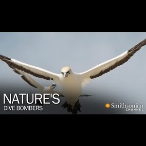 Nature's Dive Bombers