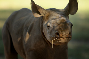 The unnamed female black rhinoceros calf born at Taronga Western Plains Zoo.