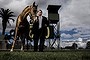 Fairytale without a happy ending: Nathan Tinkler in his brief glory days with one of his mares at the Randwick Race course.