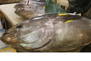 Atlantic bluefin tuna