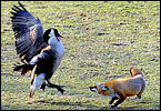 Natural enemies square off in a pasture outside the Loudoun County town of Purcellville.