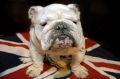 Who is the British Dog?