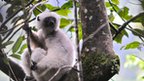 Silky sifaka in the trees of Marojejy National Park (c) Toby Smith