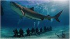 Tiger shark and divers (c) Jim Abernethy 