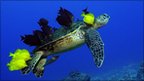Green turtle grooming. Copyright: Andre Seale / Wild Planet features images from Wildlife Photographer of the Year, owned by the Natural History Museum, London, and BBC Worldwide