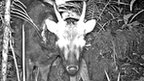 Spotted deer (c) Neil D'Cruze/ James Sawyer