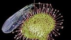 Common sundew catches lacewing