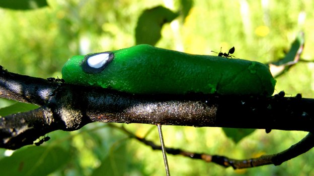 Caterpillar model with ants