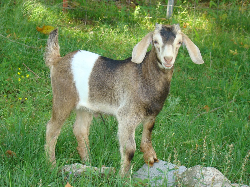 Goats6-7-09 008