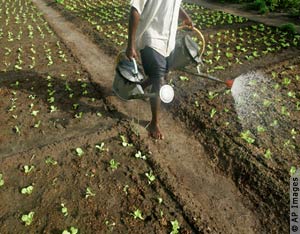 Un agriculteur arrose des plantes de laitue dans un champs aux alentours de Dakar (Sénégal).