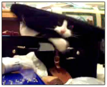 Suitcase_cat