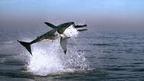 Slow motion cameras capture the immense power and agility of a breaching great white.