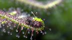 Living fly-paper tentacles deliver a sundew's meal.