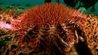 A venomous starfish throws up its own stomach to kill and eat coral.