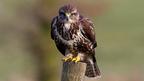 Iolo Williams discovers the difficulties birds face in order to stay alive.