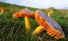 Meadow waxcap