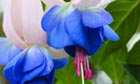 fantasic fuchsias - guardianoffers.co.uk - promo