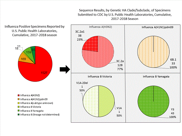 Genetic Characterization