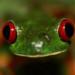 frog-chytrid-biodiversity-red-eyed-tree