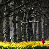 Strolling through the daffodils in St James’s Park, London