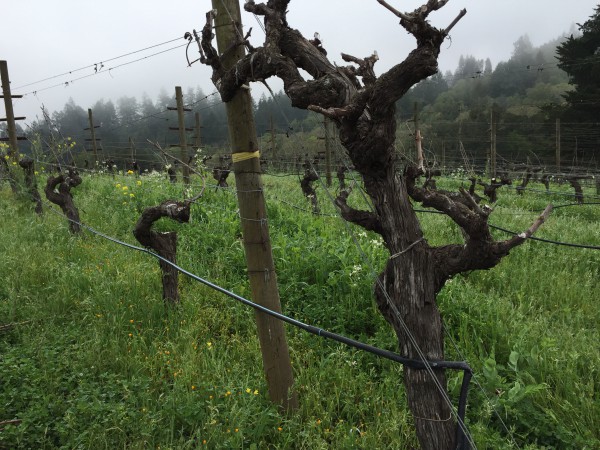 Vines grow at Benziger Winery, a family owned vineyard run biodynamically. (Emi Kolawole) 