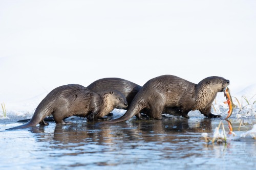 Awwwww-ters!
One of nature’s most social and playful creatures, river otters have big personalities and even bigger appetites. Otters most often eat fish, frogs and crawfish, but will also consume worms, insects, mice, bird eggs, nestlings, crabs,...