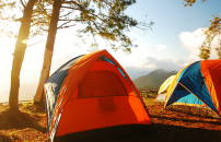 Colorful camping tents on forest edge in sunlight