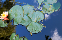 Lilly pads and a blossom floating on the pond at Kingscote Gardens.