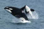 Toothed whales have survived millions of years without key antiviral proteins, researchers find
