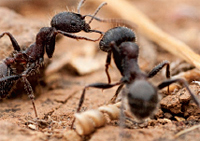 JRBP Ant Survey