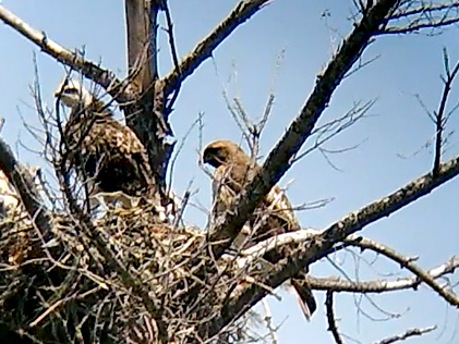 Jasper Ridge red-tailed hawk live webcam